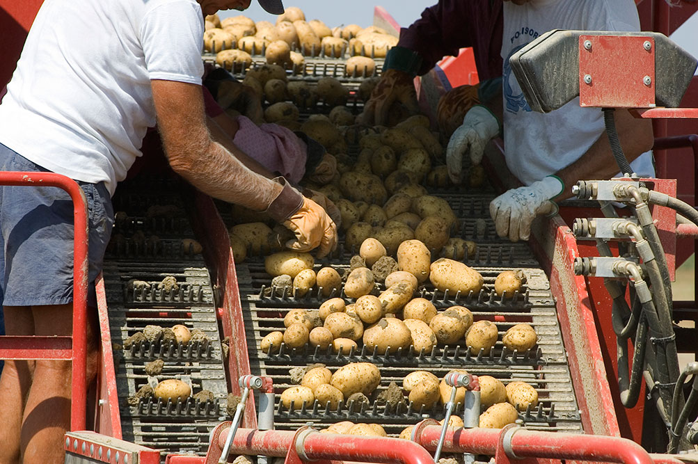 Sun Valley Potatoes