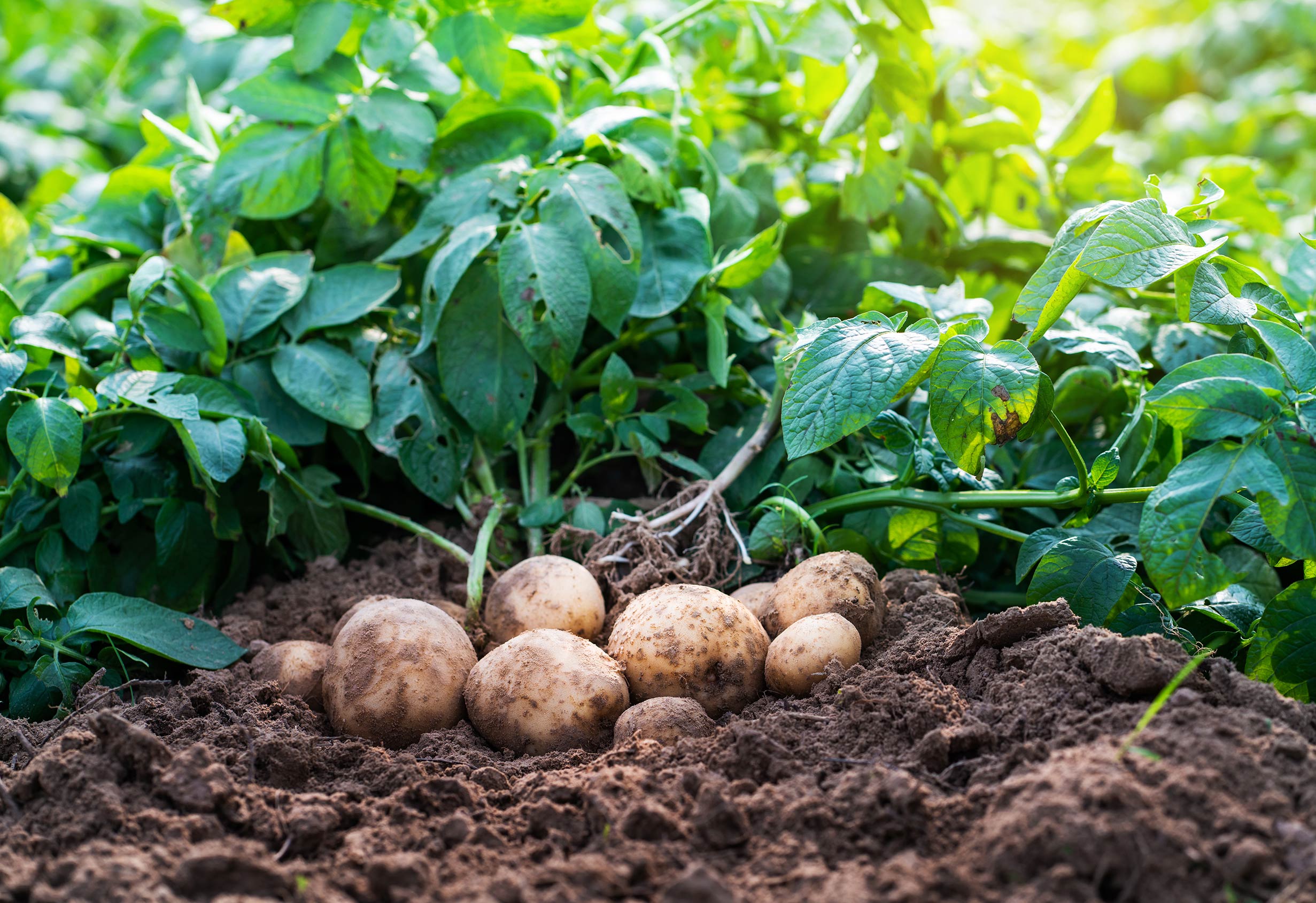Potato Growers Co-Op