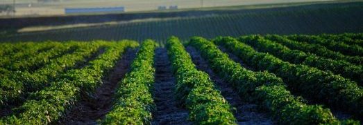 Sun Valley Potatoes