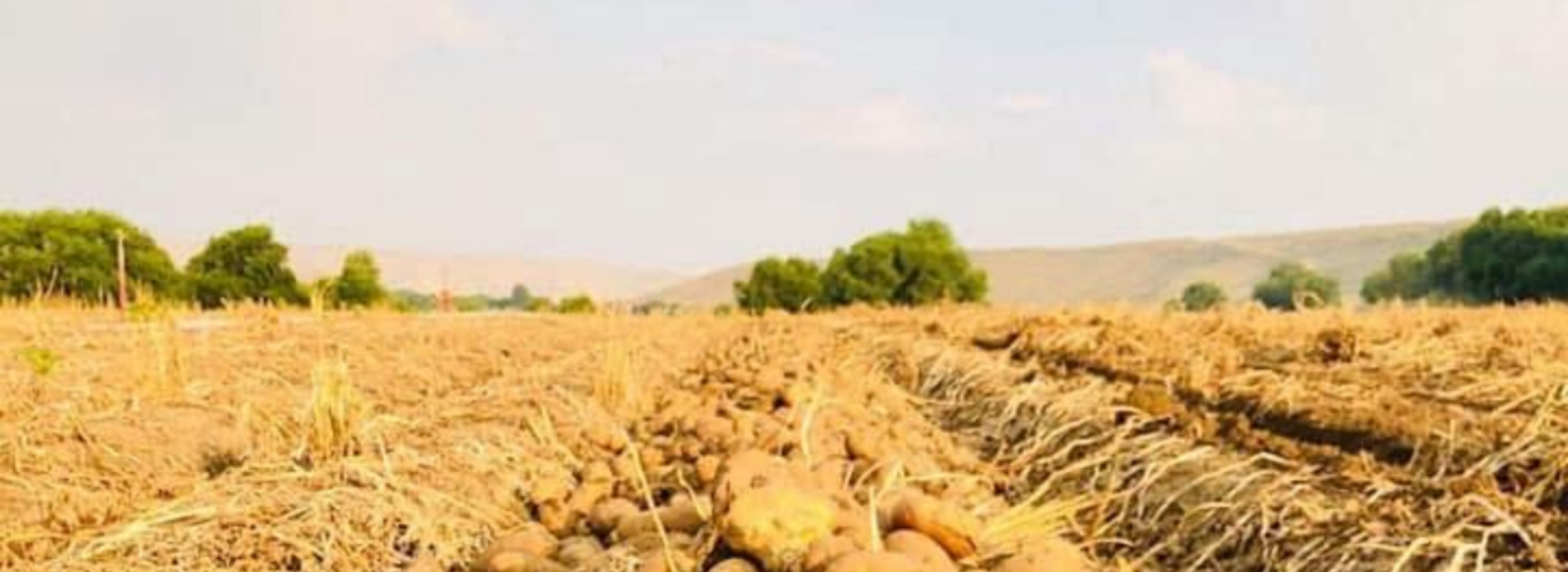 Potato Growers Co-Op